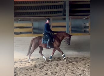 Oldenburgo, Caballo castrado, 6 años, 162 cm, Alazán