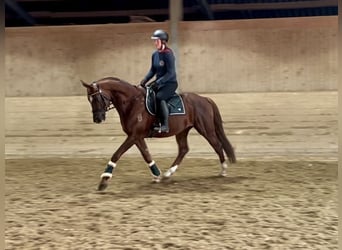 Oldenburgo, Caballo castrado, 6 años, 162 cm, Alazán