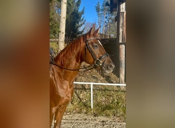 Oldenburgo, Caballo castrado, 6 años, 162 cm, Alazán