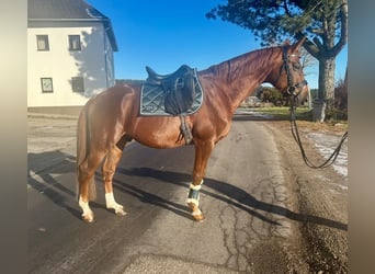 Oldenburgo, Caballo castrado, 6 años, 162 cm, Alazán