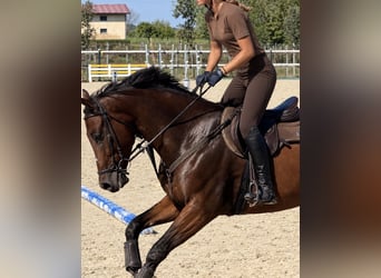 Oldenburgo, Caballo castrado, 6 años, 162 cm, Castaño