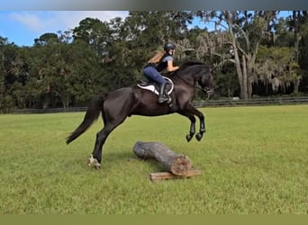 Oldenburgo, Caballo castrado, 6 años, 163 cm, Negro