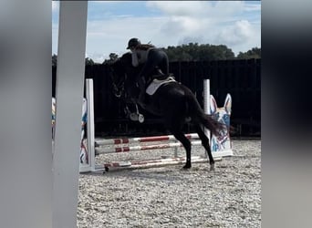 Oldenburgo, Caballo castrado, 6 años, 163 cm, Negro