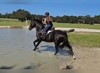 Oldenburgo, Caballo castrado, 6 años, 163 cm, Negro