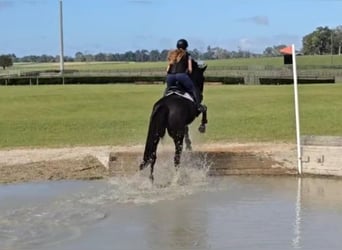 Oldenburgo, Caballo castrado, 6 años, 163 cm, Negro