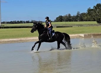 Oldenburgo, Caballo castrado, 6 años, 163 cm, Negro