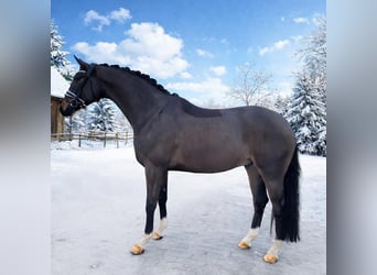 Oldenburgo, Caballo castrado, 6 años, 164 cm, Morcillo
