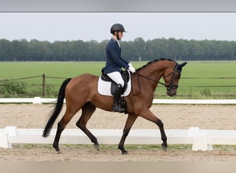 Oldenburgo, Caballo castrado, 6 años, 165 cm, Castaño