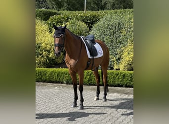 Oldenburgo, Caballo castrado, 6 años, 165 cm, Castaño