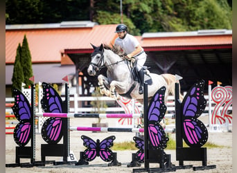 Oldenburgo, Caballo castrado, 6 años, 165 cm, Tordo