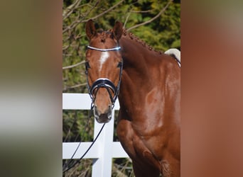 Oldenburgo, Caballo castrado, 6 años, 167 cm, Alazán