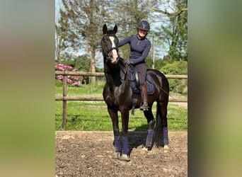 Oldenburgo, Caballo castrado, 6 años, 167 cm