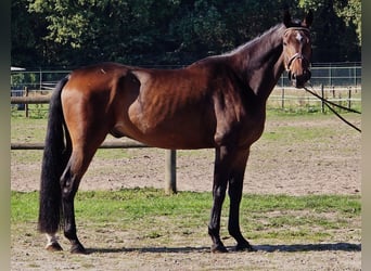Oldenburgo, Caballo castrado, 6 años, 167 cm
