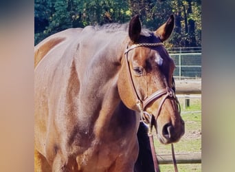 Oldenburgo, Caballo castrado, 6 años, 167 cm