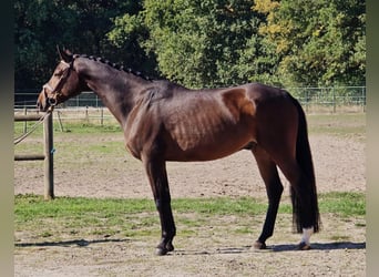 Oldenburgo, Caballo castrado, 6 años, 167 cm