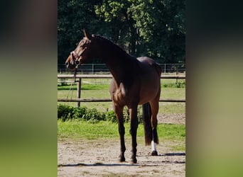 Oldenburgo, Caballo castrado, 6 años, 167 cm