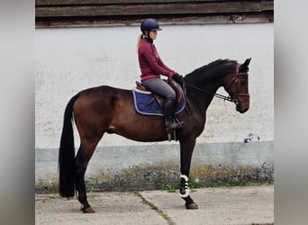Oldenburgo, Caballo castrado, 6 años, 167 cm