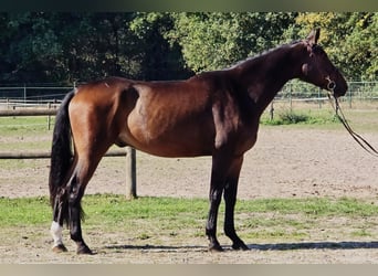 Oldenburgo, Caballo castrado, 6 años, 167 cm