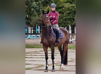 Oldenburgo, Caballo castrado, 6 años, 167 cm