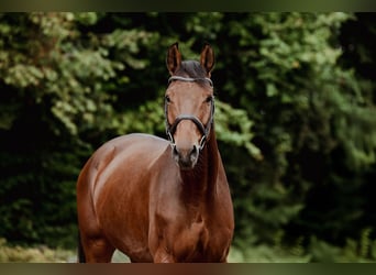 Oldenburgo, Caballo castrado, 6 años, 167 cm, Castaño