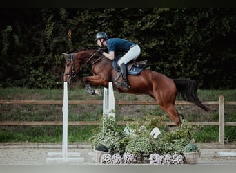 Oldenburgo, Caballo castrado, 6 años, 167 cm, Castaño