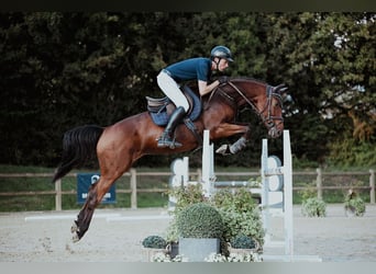 Oldenburgo, Caballo castrado, 6 años, 167 cm, Castaño