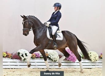 Oldenburgo, Caballo castrado, 6 años, 167 cm, Castaño oscuro