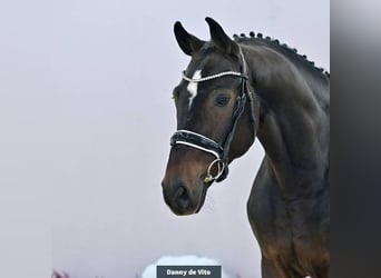 Oldenburgo, Caballo castrado, 6 años, 167 cm, Castaño oscuro