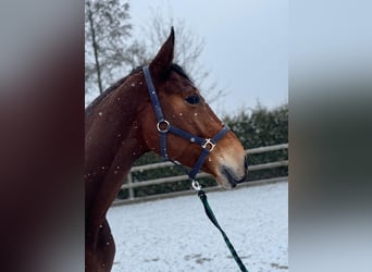 Oldenburgo, Caballo castrado, 6 años, 167 cm, Castaño rojizo