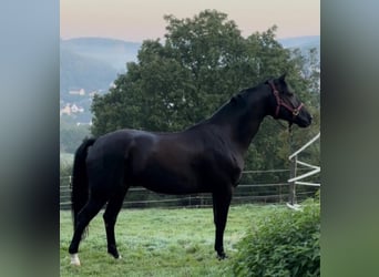 Oldenburgo, Caballo castrado, 6 años, 167 cm, Negro