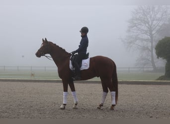 Oldenburgo, Caballo castrado, 6 años, 168 cm, Alazán