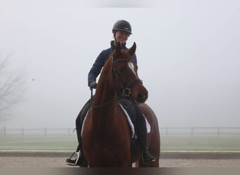 Oldenburgo, Caballo castrado, 6 años, 168 cm, Alazán