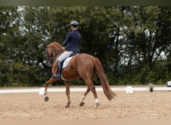 Oldenburgo, Caballo castrado, 6 años, 168 cm, Alazán