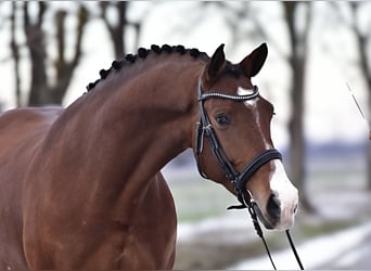 Oldenburgo, Caballo castrado, 6 años, 168 cm
