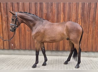 Oldenburgo, Caballo castrado, 6 años, 168 cm, Castaño
