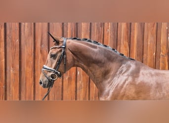 Oldenburgo, Caballo castrado, 6 años, 168 cm, Castaño