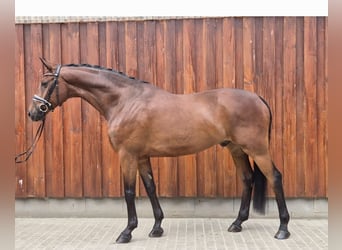 Oldenburgo, Caballo castrado, 6 años, 168 cm, Castaño
