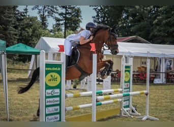 Oldenburgo, Caballo castrado, 6 años, 168 cm, Castaño