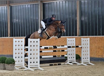 Oldenburgo, Caballo castrado, 6 años, 168 cm, Castaño