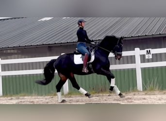 Oldenburgo, Caballo castrado, 6 años, 168 cm, Morcillo