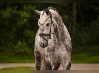 Oldenburgo, Caballo castrado, 6 años, 168 cm, Tordo