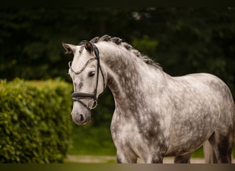 Oldenburgo, Caballo castrado, 6 años, 168 cm, Tordo