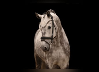 Oldenburgo, Caballo castrado, 6 años, 168 cm, Tordo