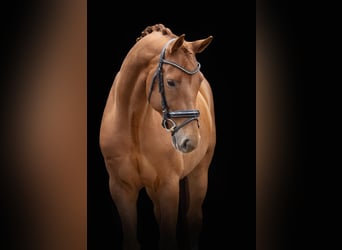 Oldenburgo, Caballo castrado, 6 años, 169 cm, Alazán-tostado