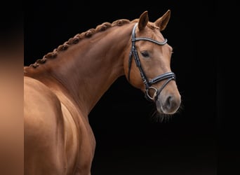 Oldenburgo, Caballo castrado, 6 años, 169 cm, Alazán-tostado