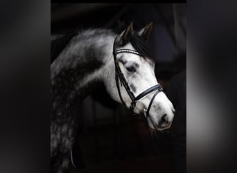 Oldenburgo, Caballo castrado, 6 años, 169 cm, Alazán-tostado