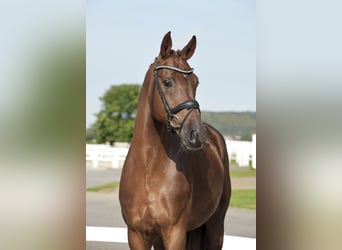 Oldenburgo, Caballo castrado, 6 años, 169 cm, Alazán-tostado