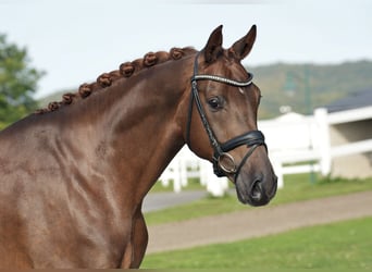 Oldenburgo, Caballo castrado, 6 años, 169 cm, Alazán-tostado