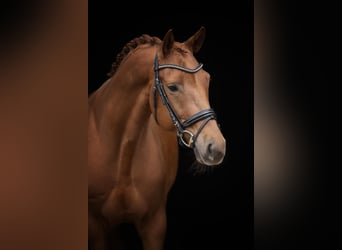 Oldenburgo, Caballo castrado, 6 años, 169 cm, Alazán-tostado