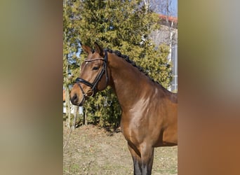 Oldenburgo, Caballo castrado, 6 años, 169 cm, Castaño